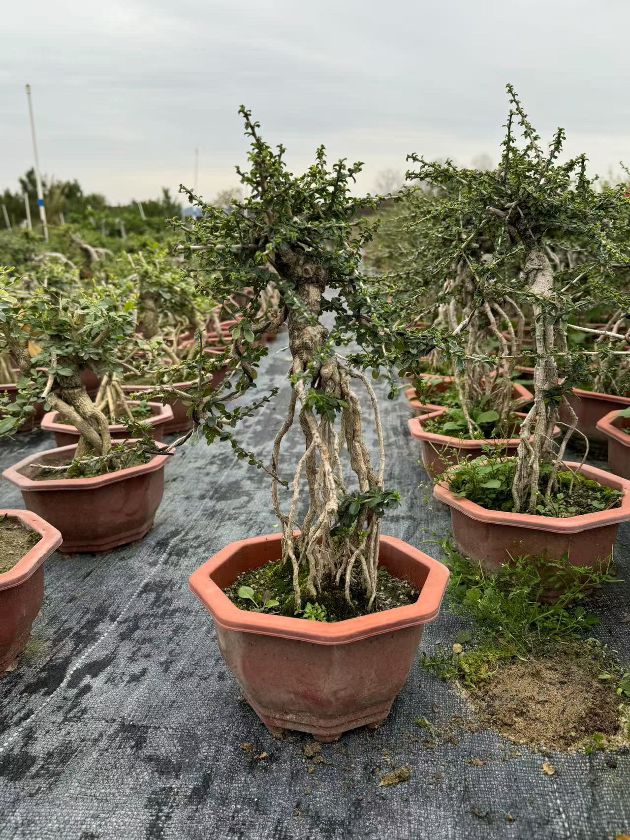 精品老桩盆景一物一拍