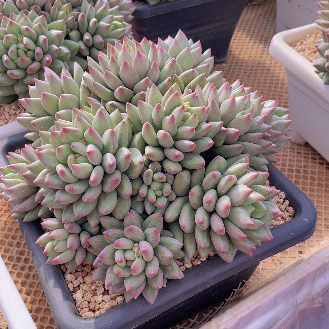 简*?多肉米其林简单不带盆