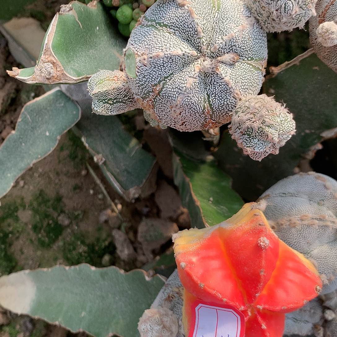 【闪购商品】樊*一玉玉一嗯中