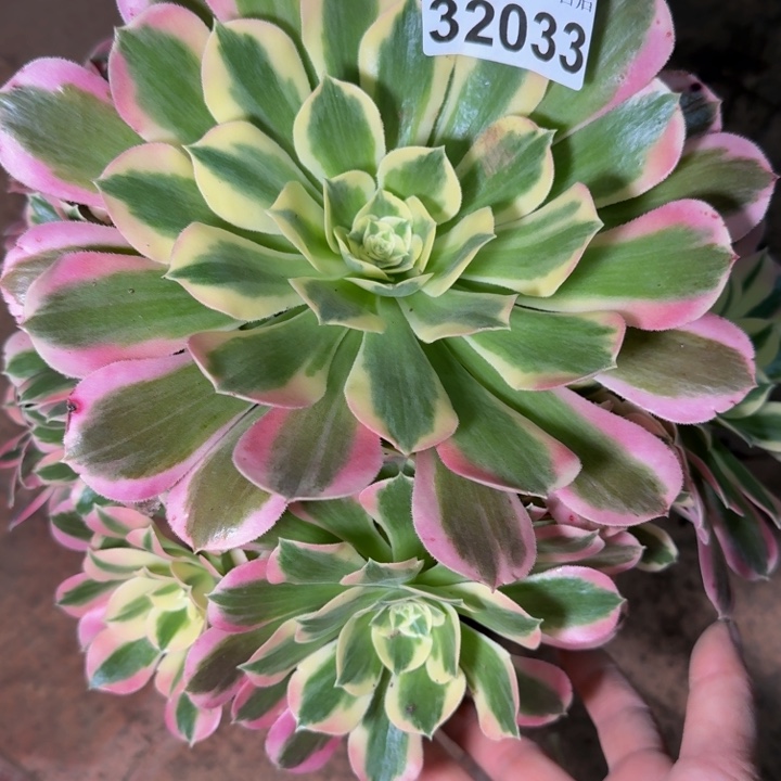 32033白凤多肉植物