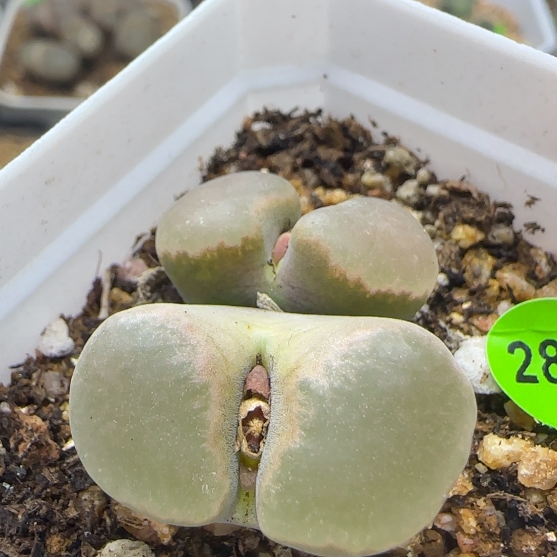 大磁铁多肉植物287