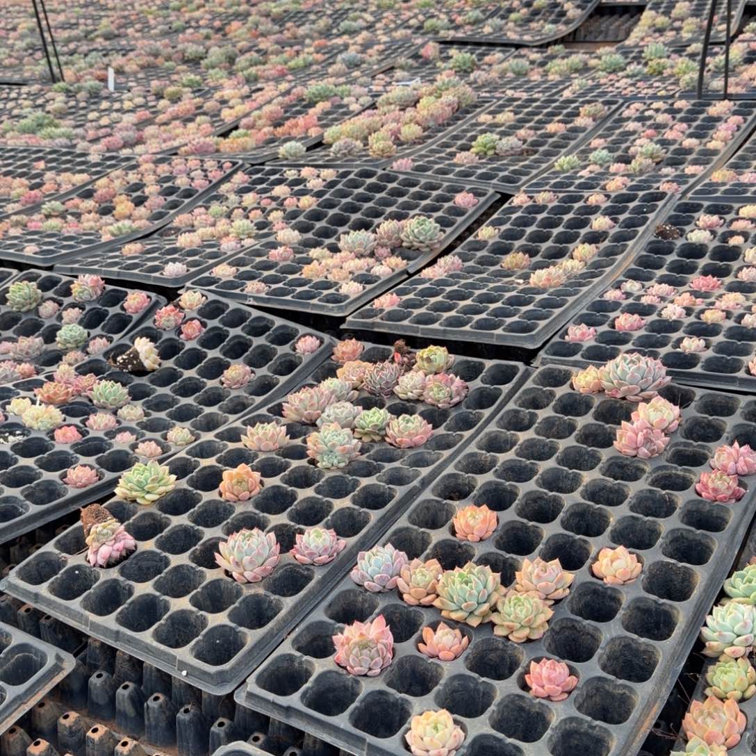 天***$12-11麦秆穴盘一盘量拍