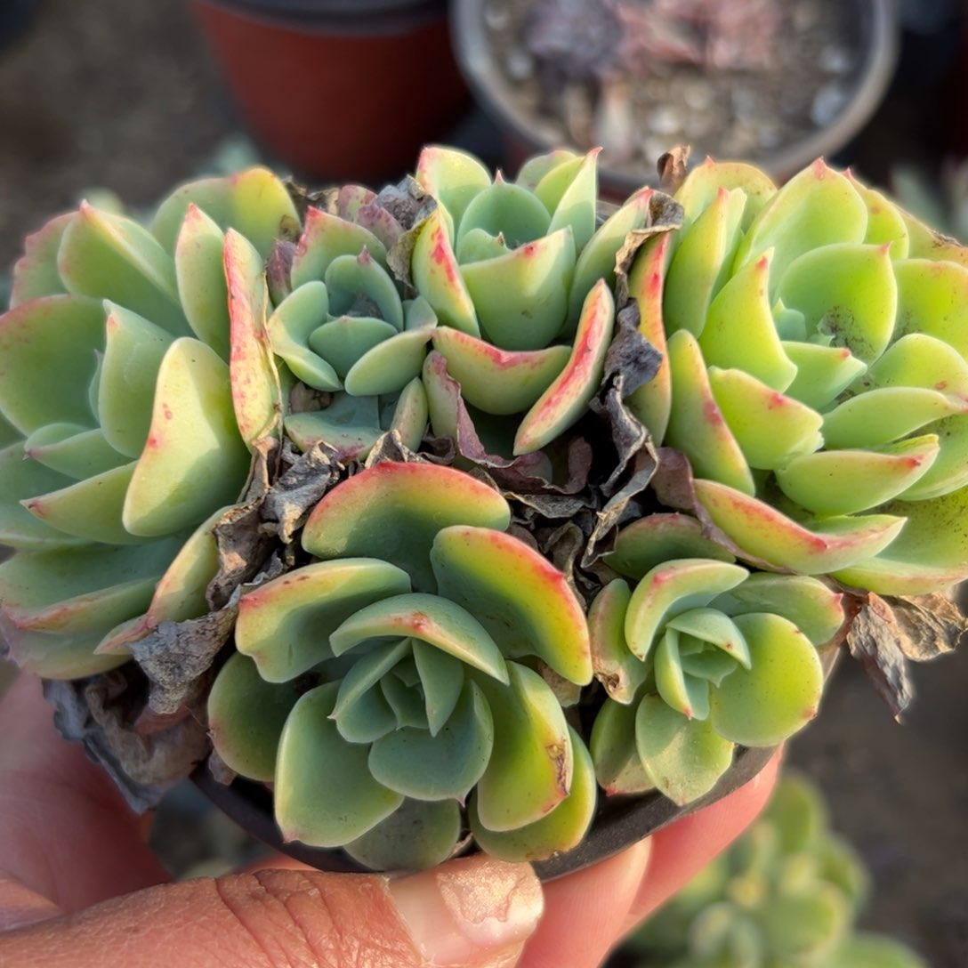 多肉植物多肉植物