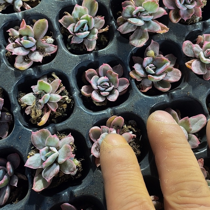 小伯克利锦1元带土发货