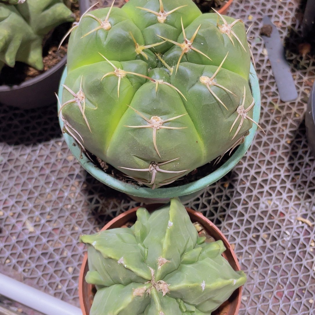 小*子实生根核桃＋实生海王