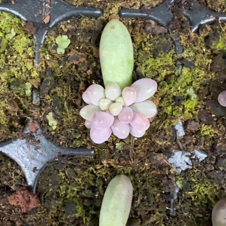 胖烟花 叶插 一物一拍
