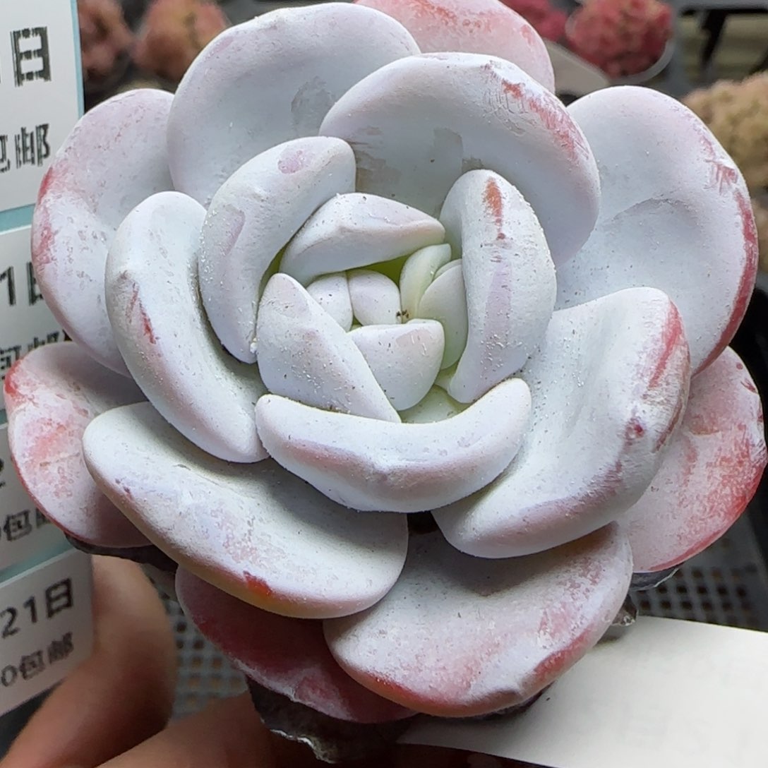 花语逸境0221-803