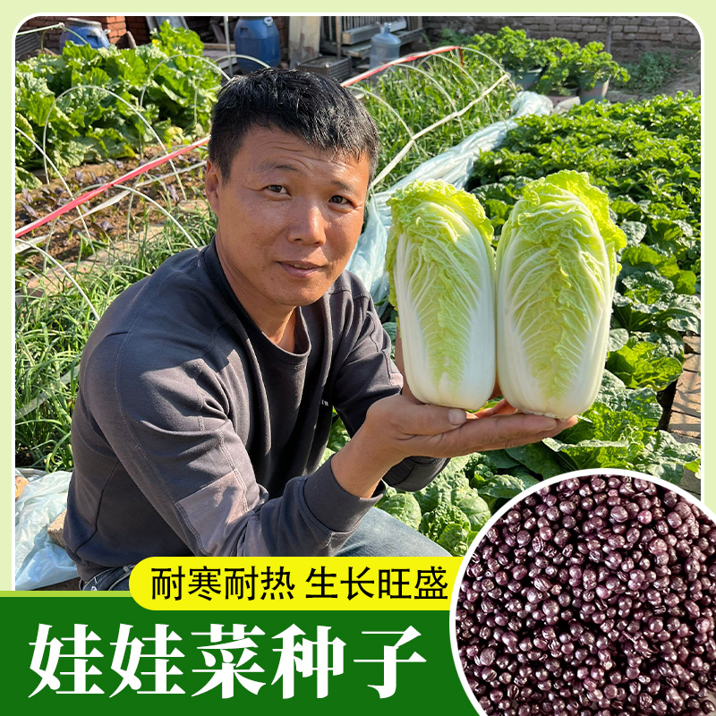 娃娃菜种子高山娃娃小白菜种子特产黄心小白菜种籽