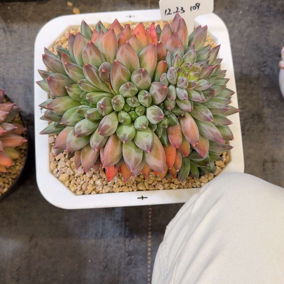 b***d一物一拍重楼大群109