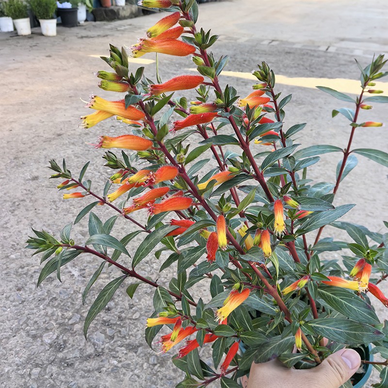 节节高盆栽(花期很长 特别耐热)高温庭院阳台开花植物