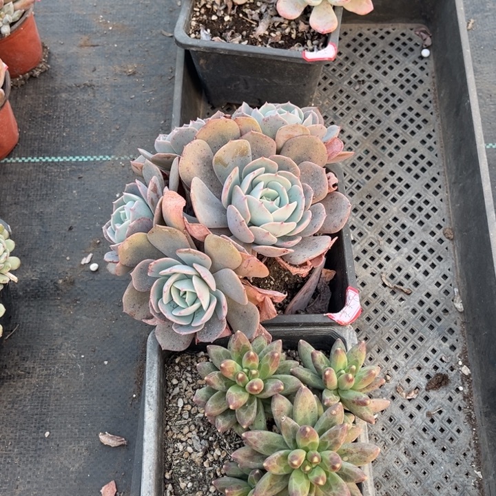 莫***莫蓝粉台阁千代田之松