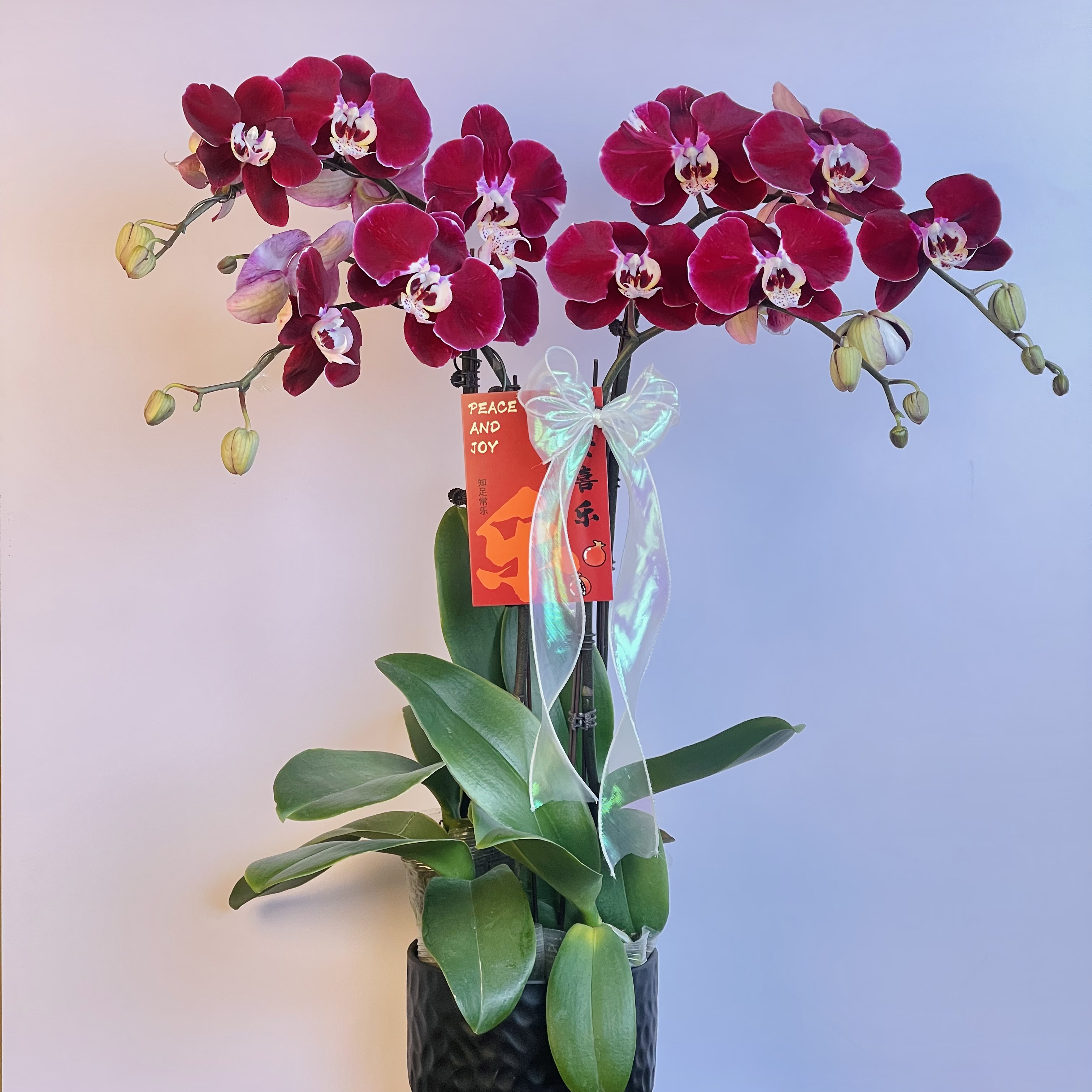 【幻影】高级红色系丝绒质感大花型蝴蝶兰 开花带花苞 基地直发