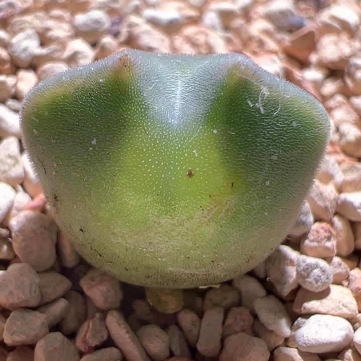 41。青蛙2年大眼睛空蝉。大大眼大尺寸。88折后价！