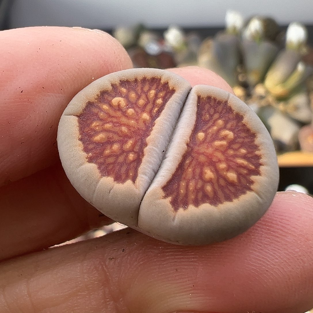 3040 生石花部分有伤长腿清货不售后