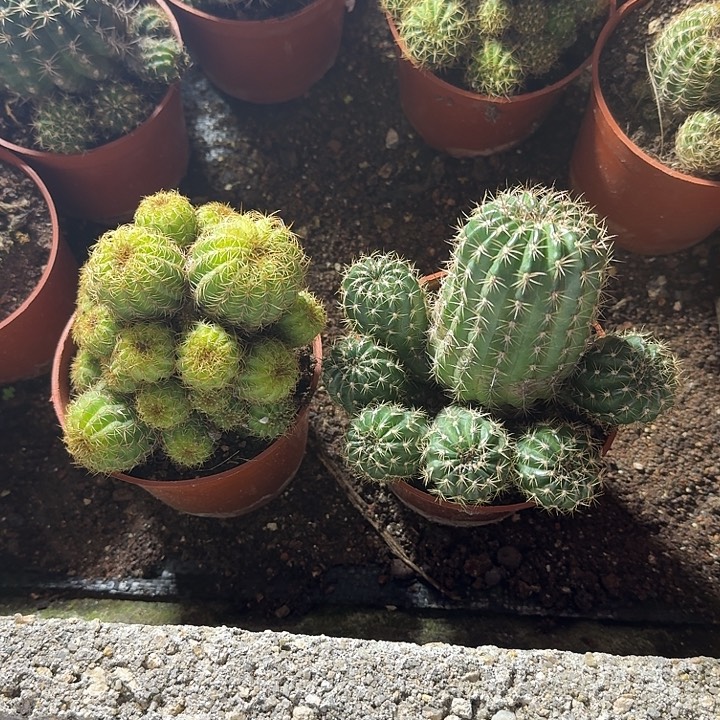 一***、无花朵丽花就哈哈哈哈