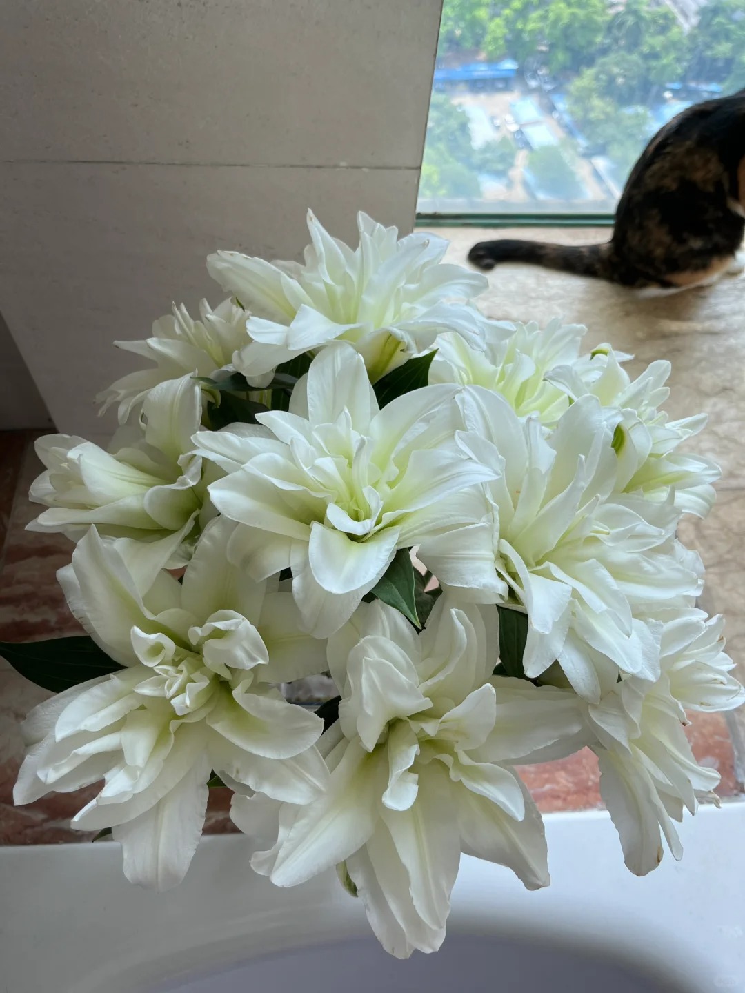 【北极星】重瓣香水百合 一单包邮 云南鲜花昆明基地现采现发