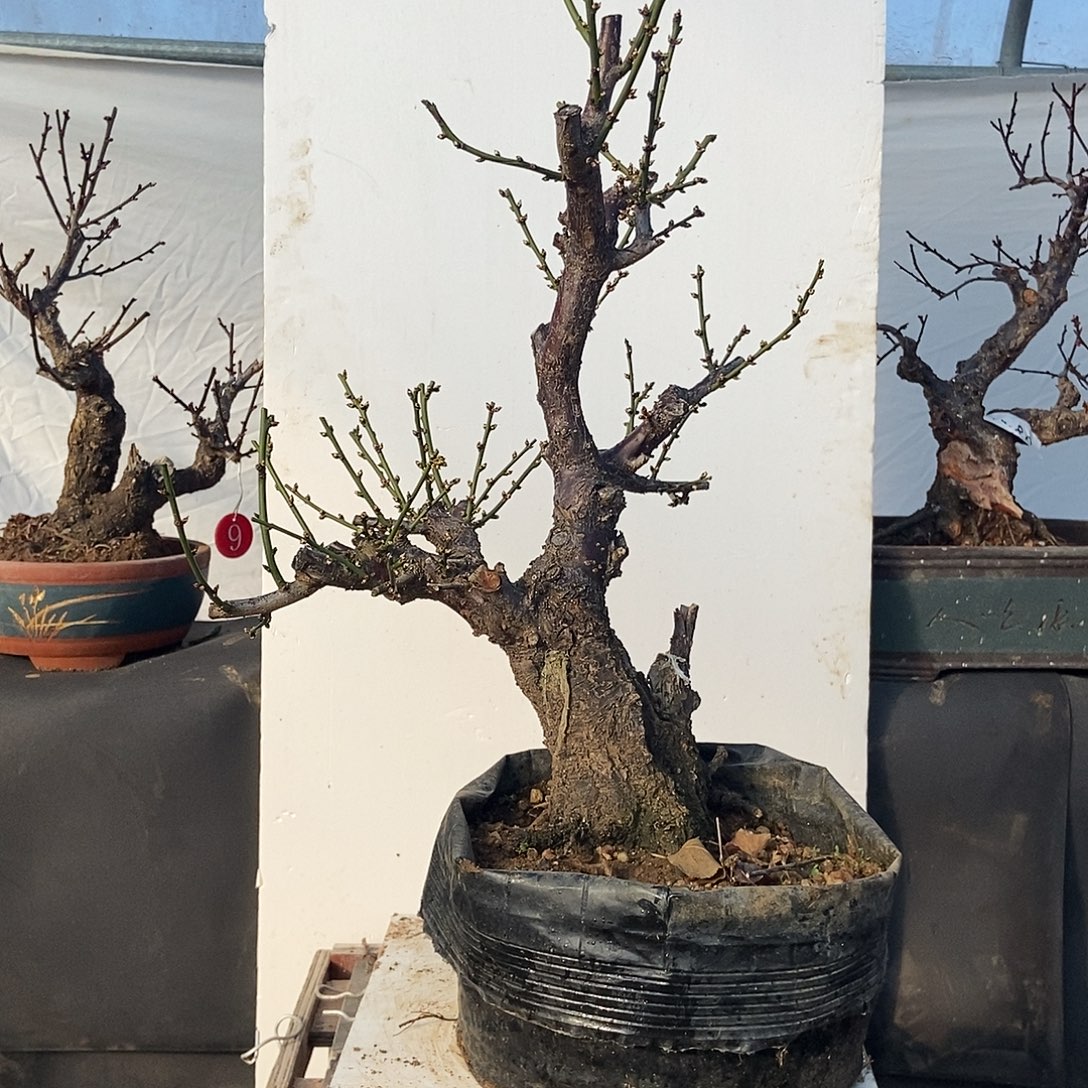 蓦***首全部花苞野梅嫁接绿梅