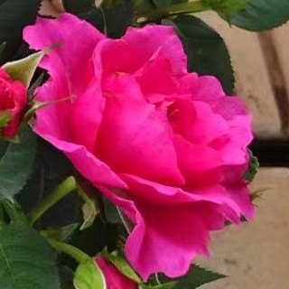 精品大盆香奈儿玫瑰带花苞发货好养易活庭院阳台基地直发