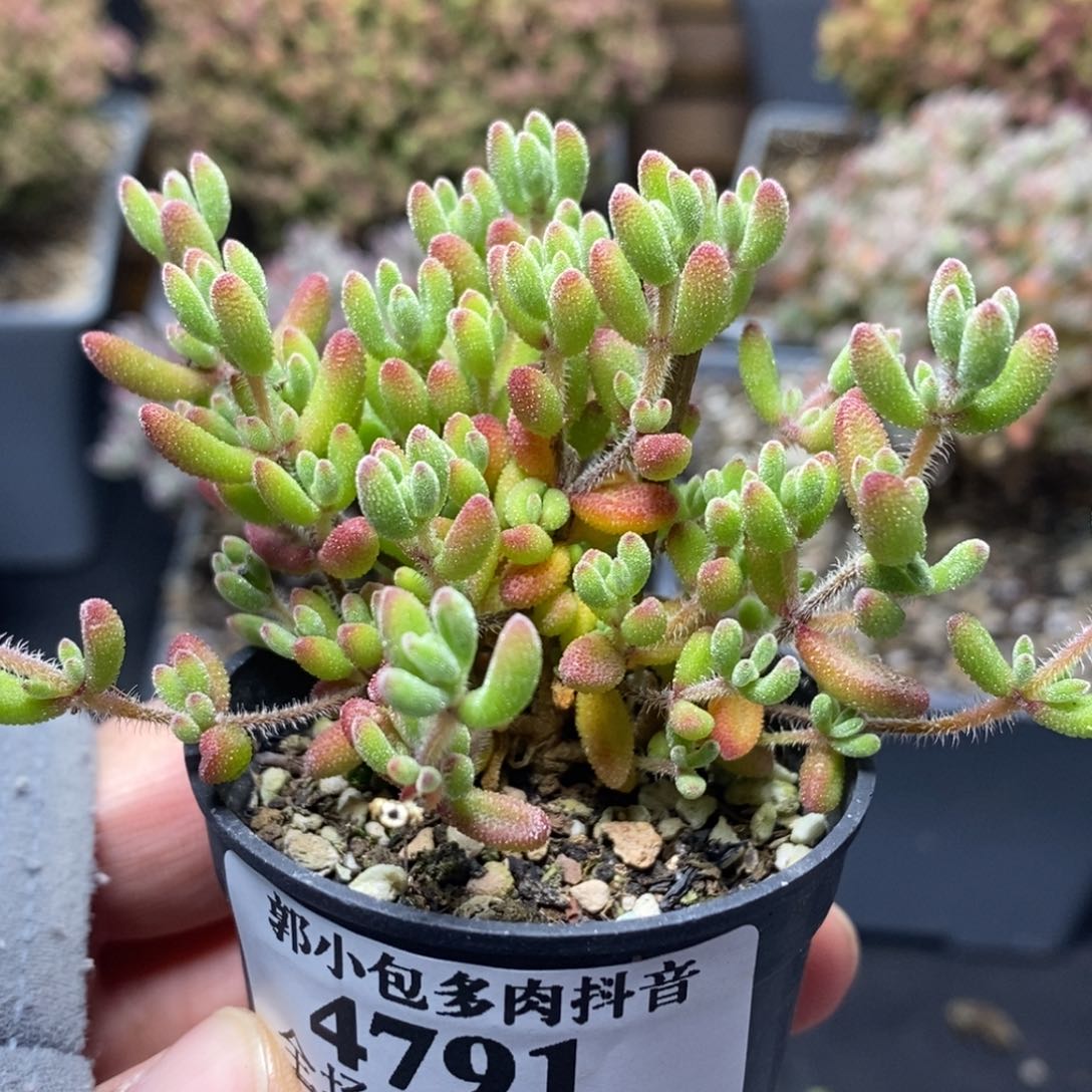 丶*宁红宝石4791年后发货