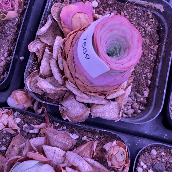 灰***狼7559山地玫瑰哈一起呢