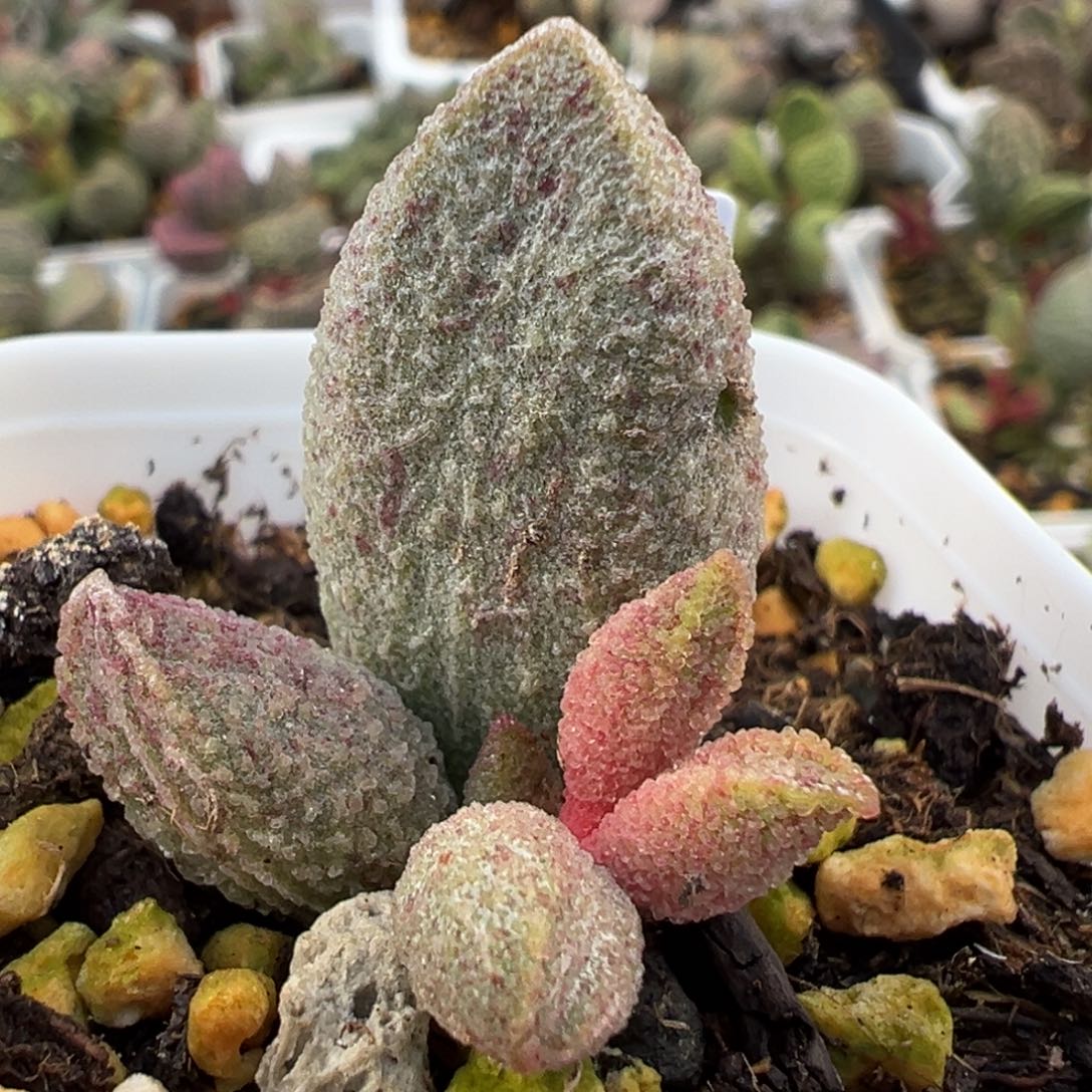 冰沙质感实生新品大苗多肉植物