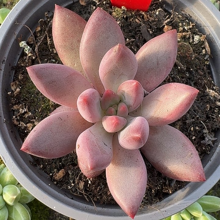 金鱼姬190多肉植物