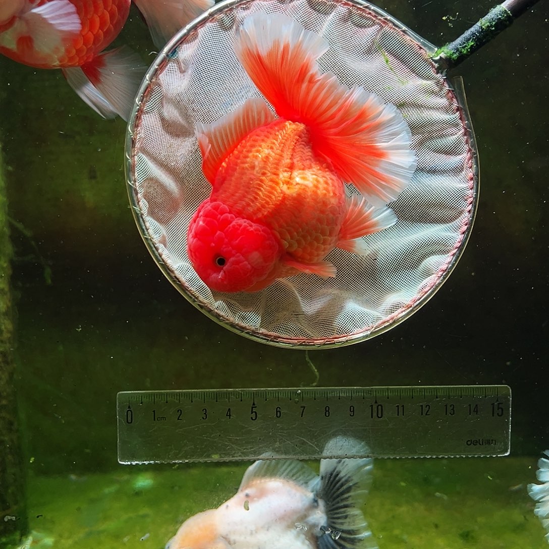 金鱼冷水金鱼百褶泰狮