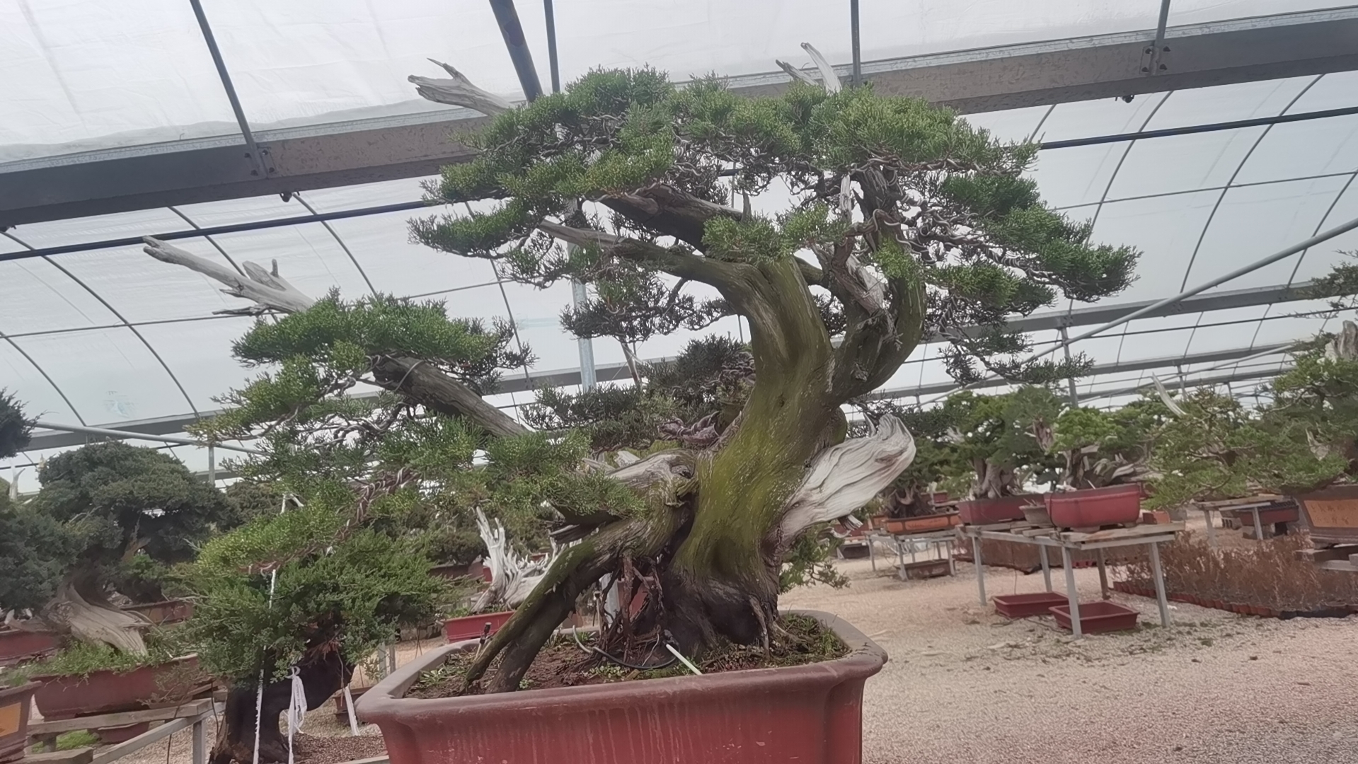 盆景规格齐全适合别墅庭院阳台种植