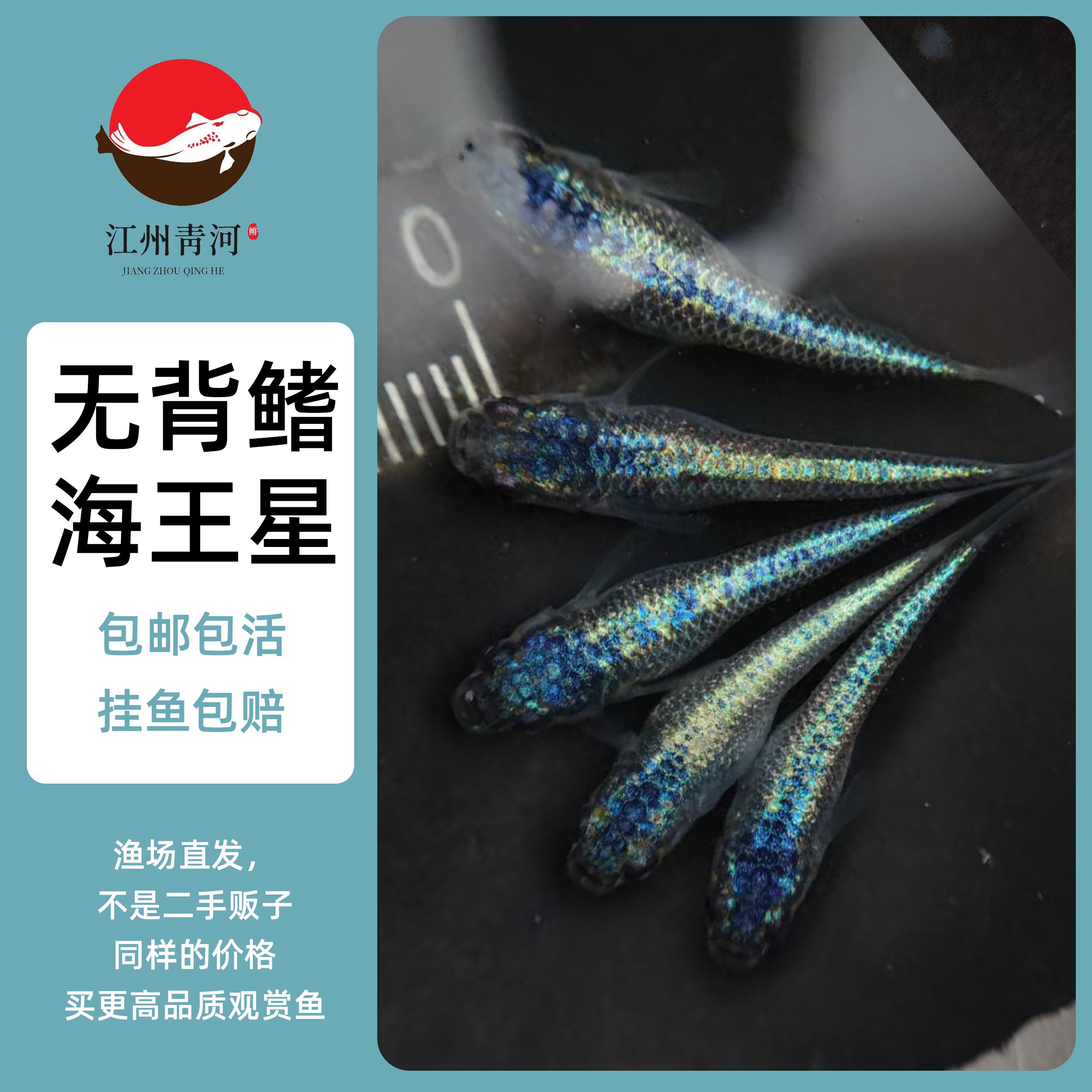 一物一拍观背青鳉冷水鱼蝶翼斑马孔雀鱼锦鲤金鱼缸江州青河