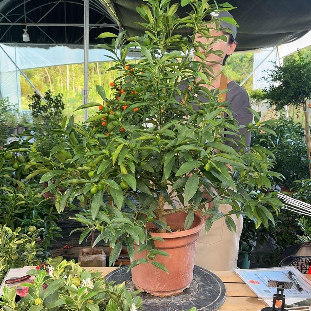 清****窗泰国绿钻111