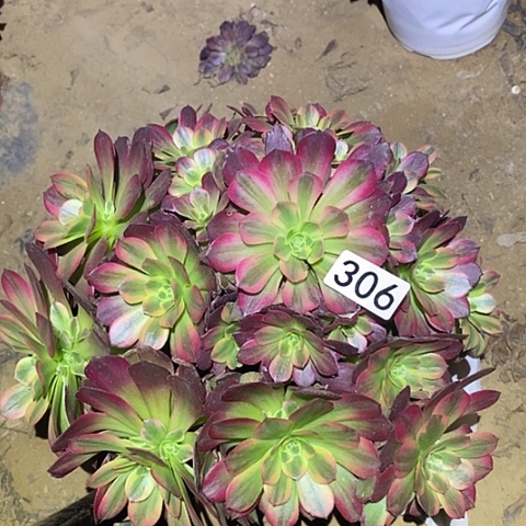 多肉植物法师306安娜