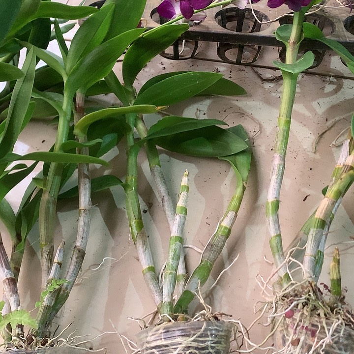 完全开放一代大紫眸，大小4苗