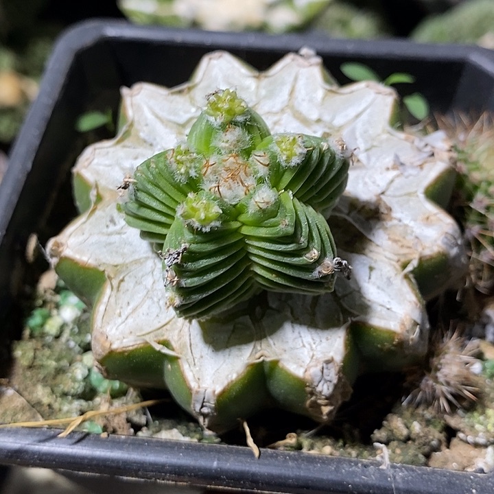 苗接一代五星花笼。665号