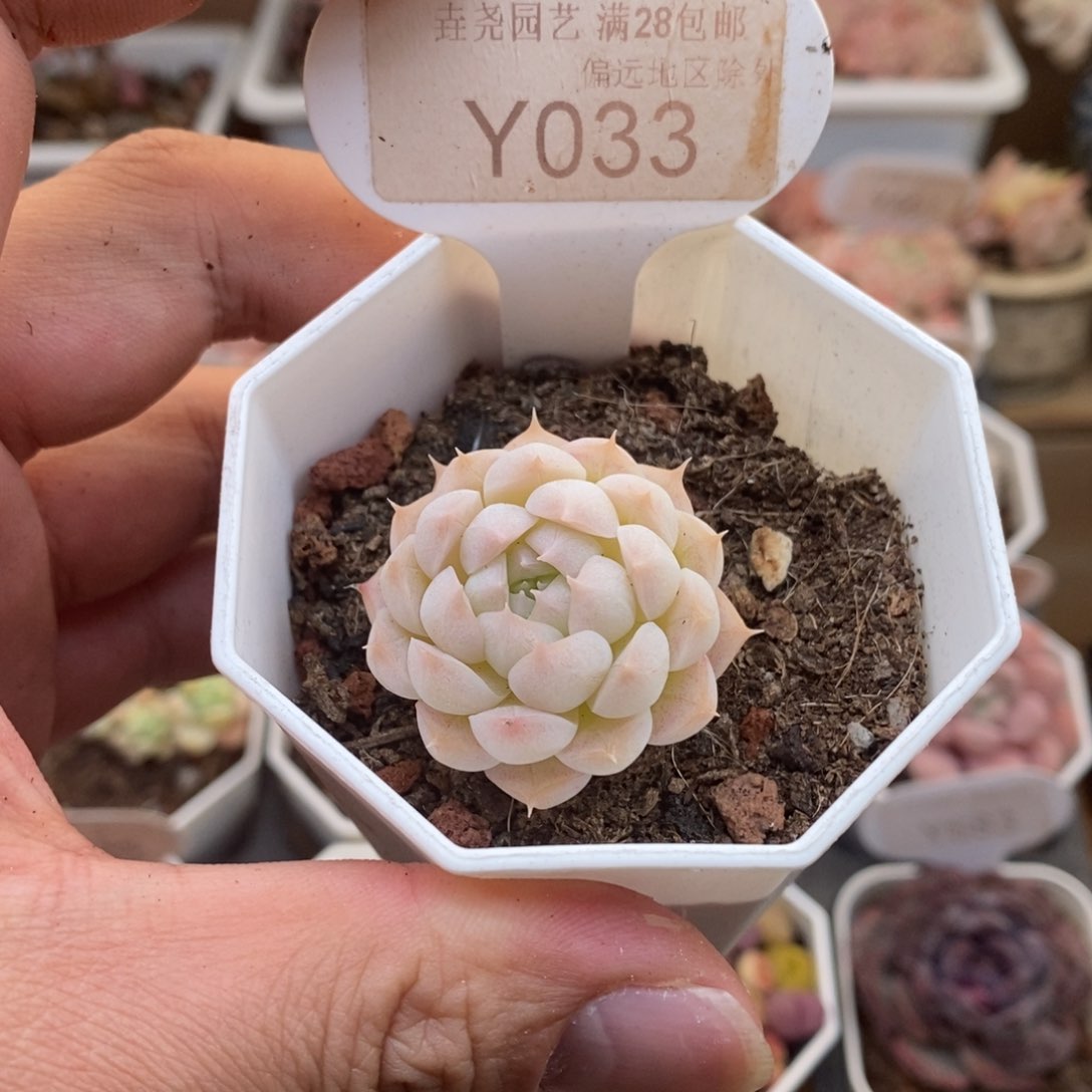 0033阿尔巴美妮3厘米