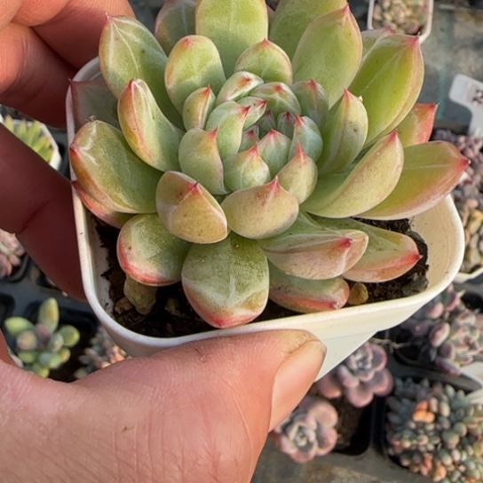 73雪花珍妮多肉植物多