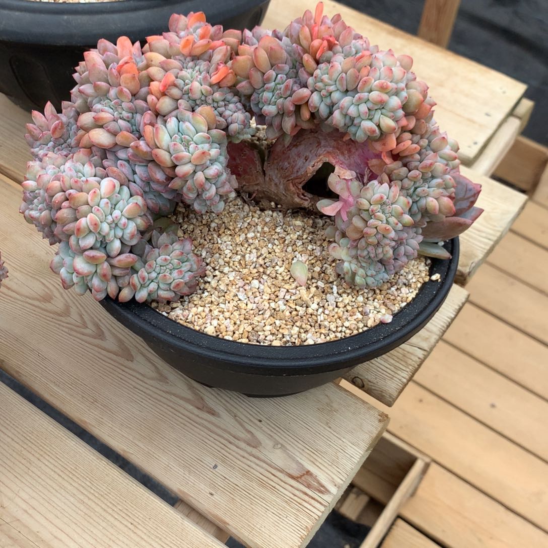 你****动饼饼星影缀化寄养多肉