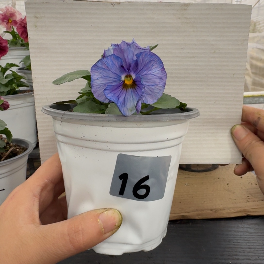 全部花朵16号角堇