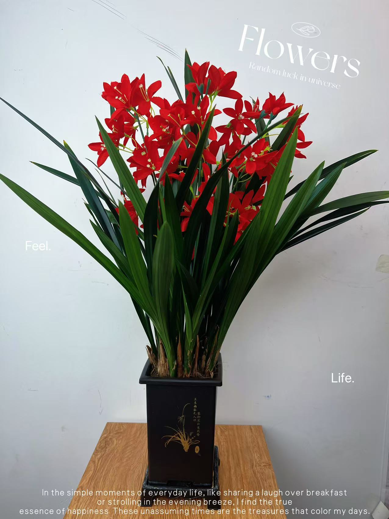 大将军兰花  室内种植客厅摆放花卉绿植盆栽