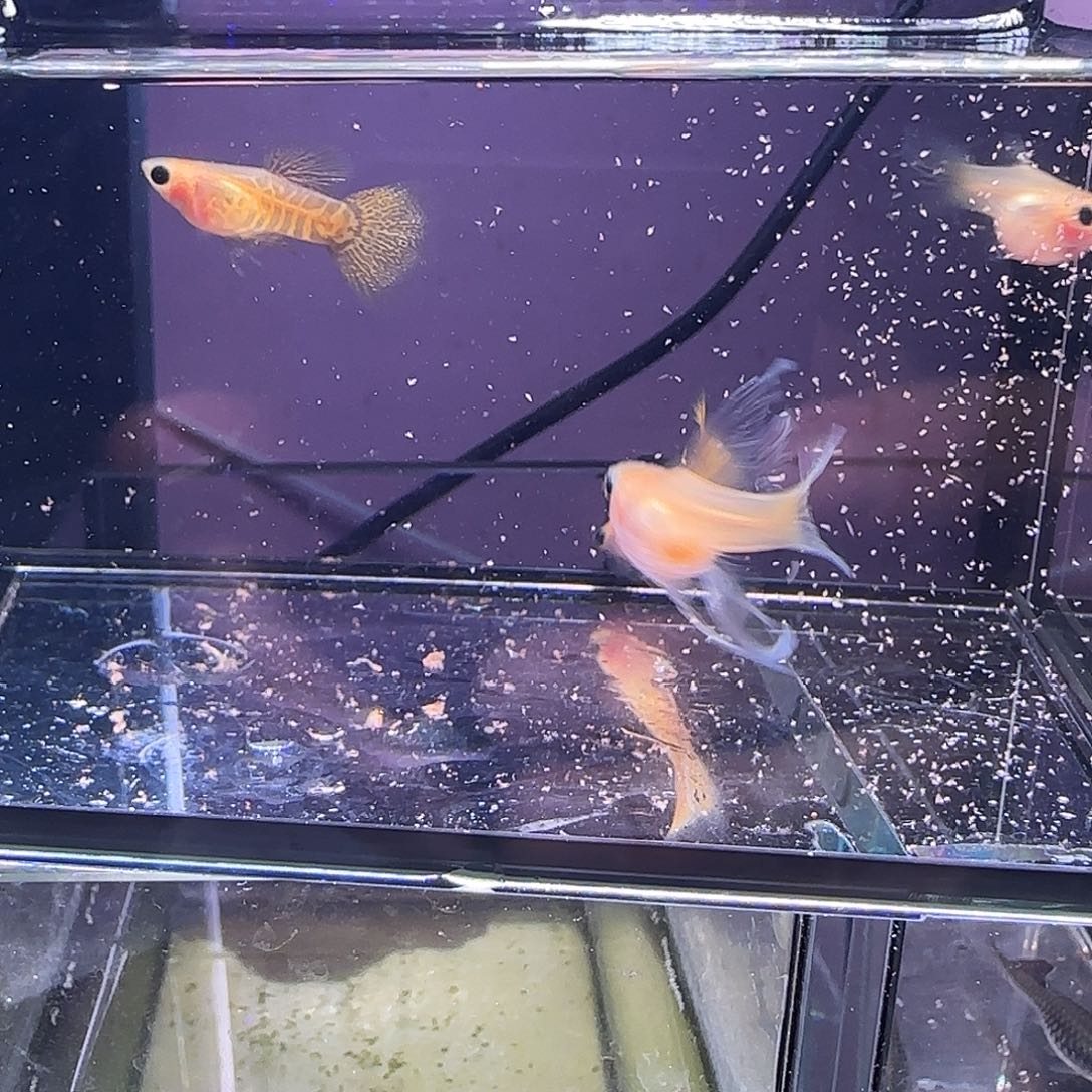 孔雀鱼黄蕾丝短体大c四条