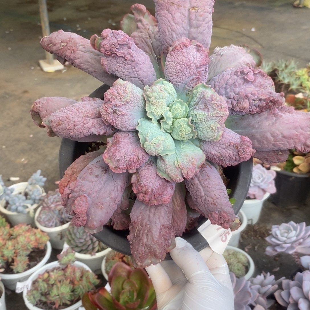 9755狂野男爵一物一拍