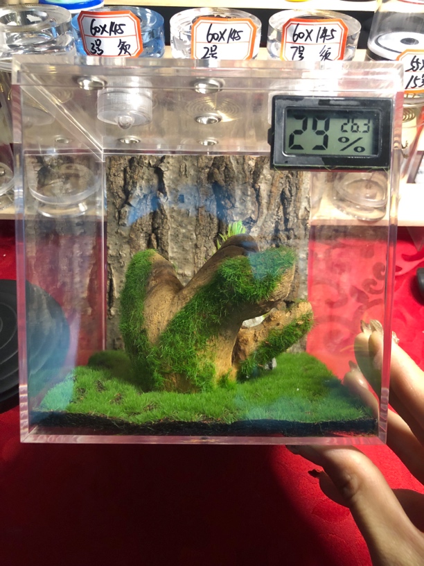 大生态盒双灯带温湿度计 尺寸15✖️15厘米 造景随机发