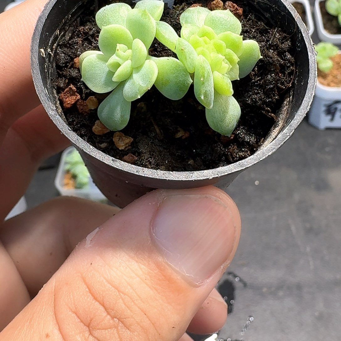 610纸鸢缀多肉1111