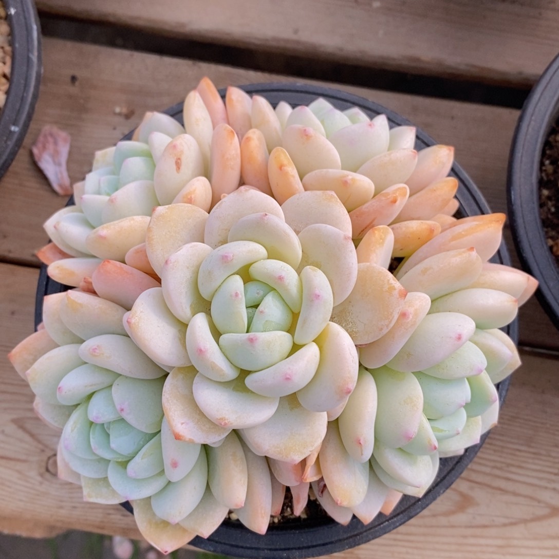 可问主播品种，下滑链接更多品种多肉选择-77