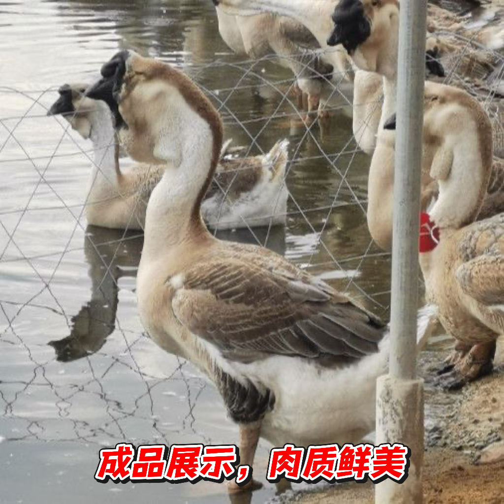 （一斤左右）农村散养狮头鹅肉肉质鲜美新鲜包邮到家