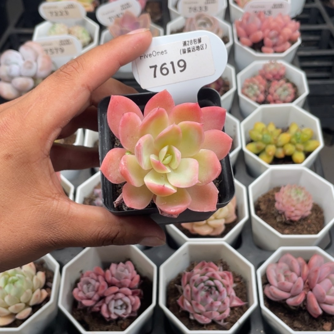 7619丝绸面纱5.0厘米