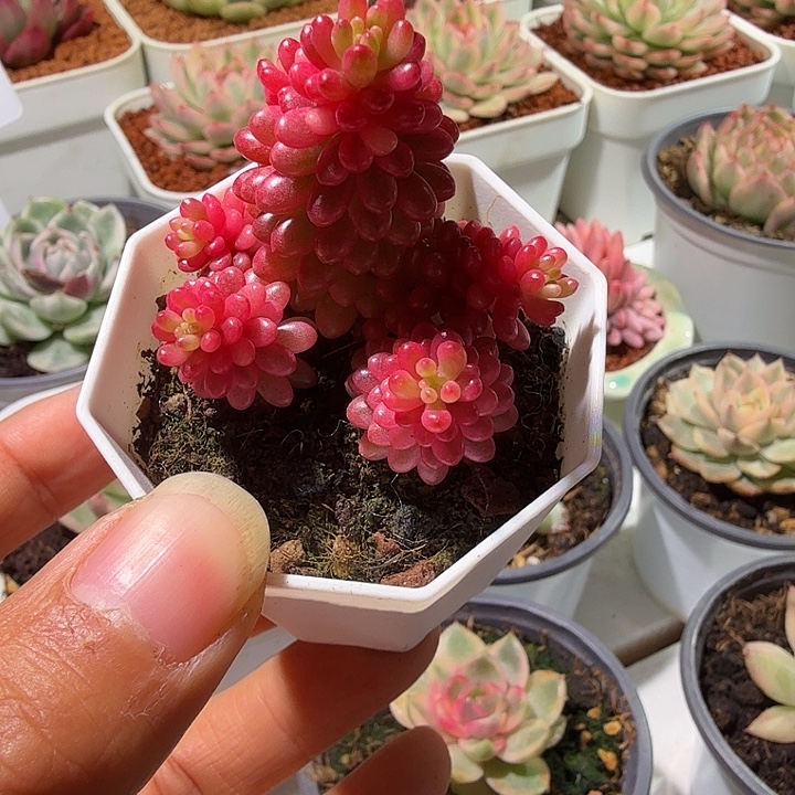 红色浆果锦多肉植物