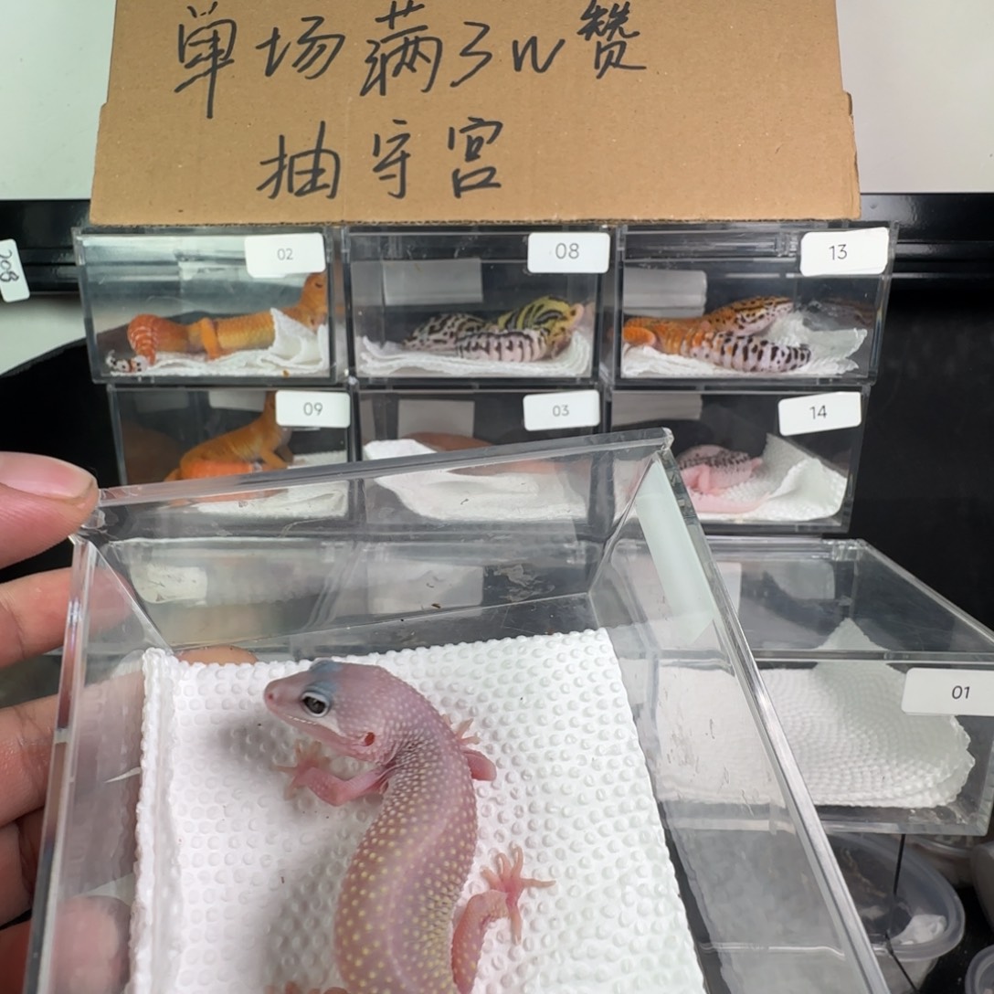 豹纹守宫午夜暴风雪妹妹