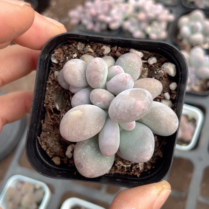 彩虹奶随机发满18包邮