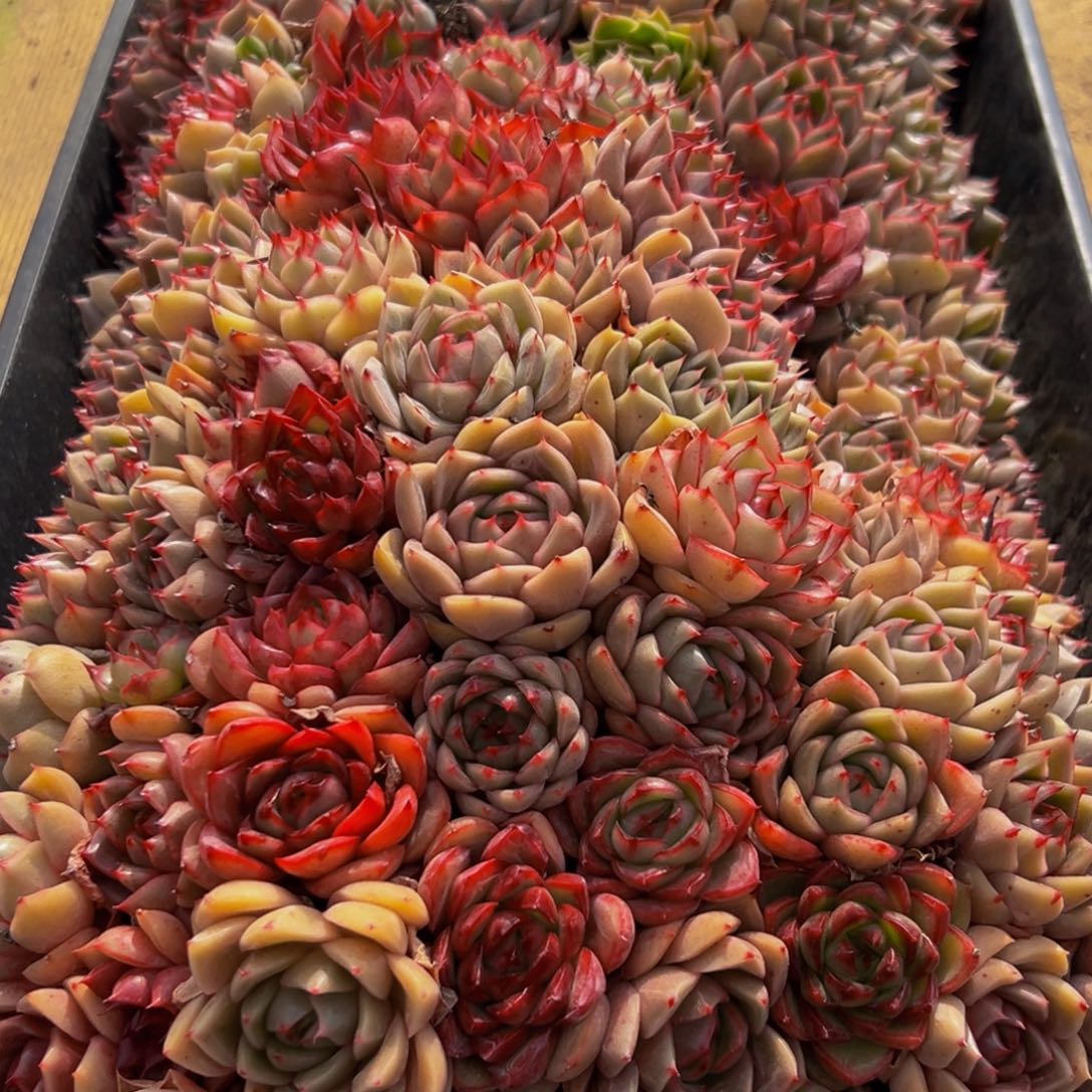 923多肉葡萄的味道是真的很