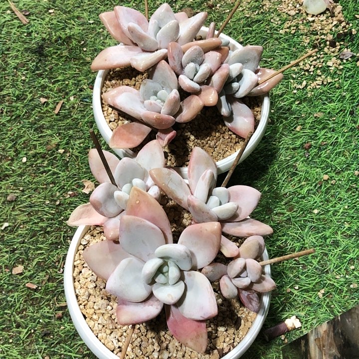 粉兔自然群多肉植物